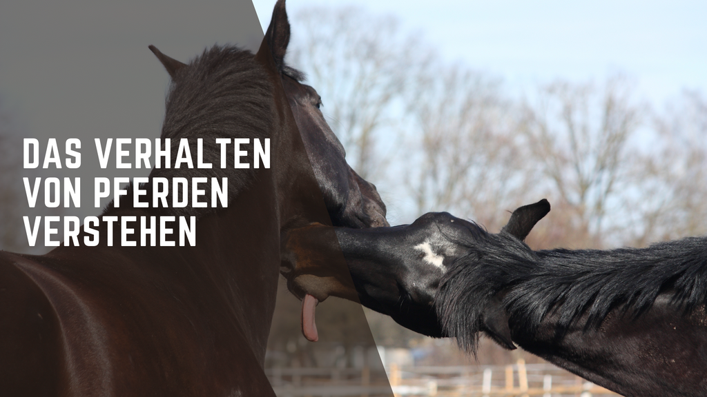 Pferdeverhalten verstehen: Kommunikation, Körpersprache und Herdendynamik