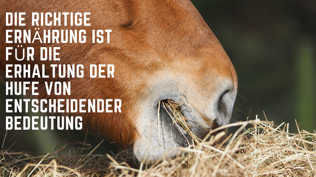 Die Rolle der Ernährung bei der Aufrechterhaltung gesunder Hufe bei Pferden