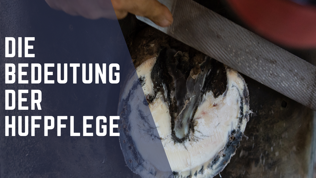 Die Bedeutung der Hufpflege