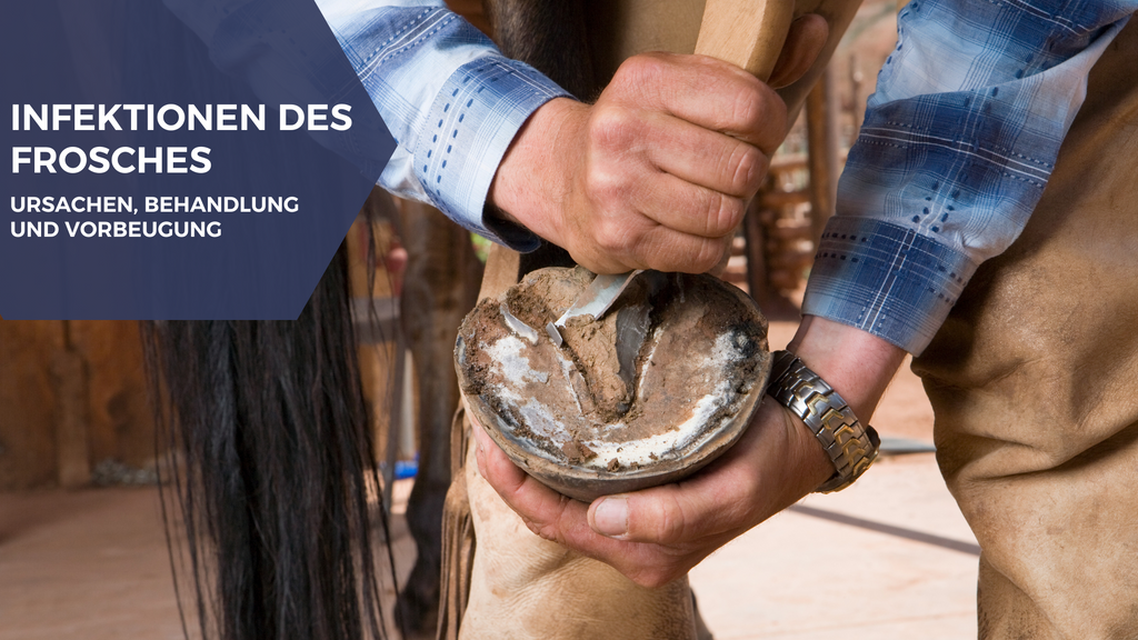 Pferdefrosch-Infektionen: Ursachen, Prävention und Behandlung | Expertenleitfaden